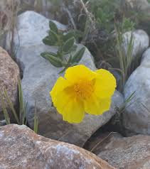 Attēlu rezultāti vaicājumam “Helianthemum nummularium flower”