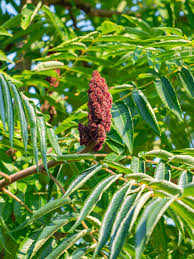 Attēlu rezultāti vaicājumam “Rhus typhina flower”