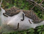 Attēlu rezultāti vaicājumam “Eriogaster lanestris larva”