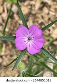 Image result for Kornrade