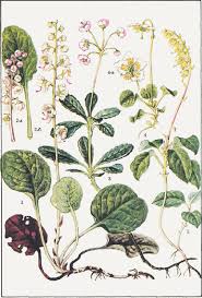 Attēlu rezultāti vaicājumam “Pyrolaceae”