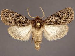 Attēlu rezultāti vaicājumam “Apamea ophiogramma”