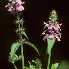 Attēlu rezultāti vaicājumam “Stachys palustris”