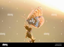 Attēlu rezultāti vaicājumam “Melitaea diamina upperside”