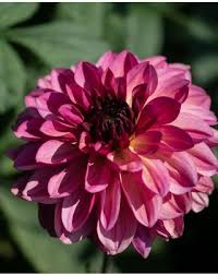 Image result for Dahlia Darkarin`