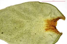 Attēlu rezultāti vaicājumam “Hedwigia ciliata sporophyte”