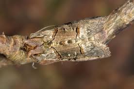 Attēlu rezultāti vaicājumam “Abrostola tripartita”