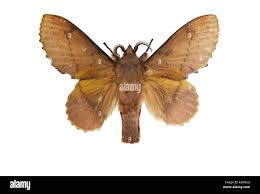 Attēlu rezultāti vaicājumam “Lasiocampidae”