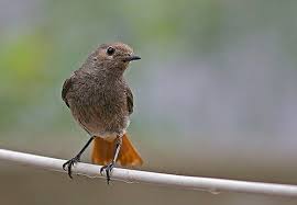 Attēlu rezultāti vaicājumam “Phoenicurus ochruros female”