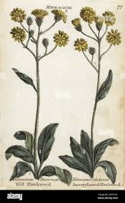 Attēlu rezultāti vaicājumam “Crepis paludosa flower”