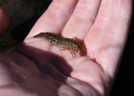 Attēlu rezultāti vaicājumam “Dytiscidae”