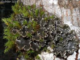 Attēlu rezultāti vaicājumam “Peltigera”