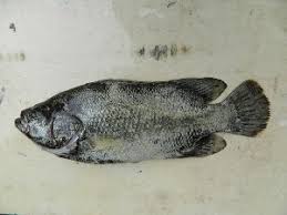 Image result for Lobotes surinamensis