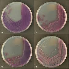 Attēlu rezultāti vaicājumam “Enteridium variabile”
