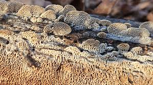 Attēlu rezultāti vaicājumam “Antrodia malicola”