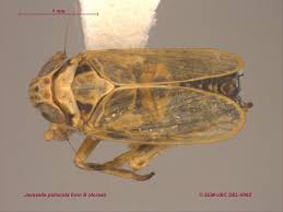 Attēlu rezultāti vaicājumam “Javesella pellucida female”