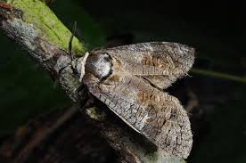 Attēlu rezultāti vaicājumam “Cossus cossus”