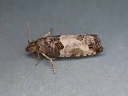 Attēlu rezultāti vaicājumam “Spilonota ocellana”