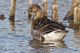 Image result for Anser fabalis