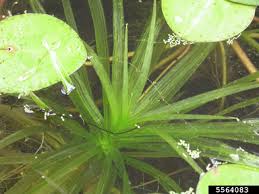 Attēlu rezultāti vaicājumam “Stratiotes aloides leaf”