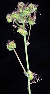 Attēlu rezultāti vaicājumam “Poterium sanguisorba flower”