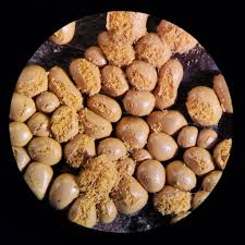 Attēlu rezultāti vaicājumam “Oligonema affine spores”