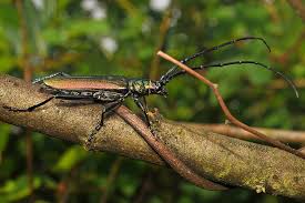 Attēlu rezultāti vaicājumam “Aromia moschata”