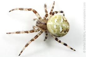 Attēlu rezultāti vaicājumam “Araneus quadratus male”