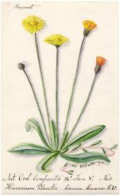 Image result for Hieracium pilosella