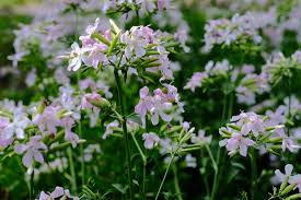 Attēlu rezultāti vaicājumam “Saponaria officinalis”