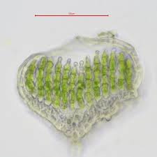 Attēlu rezultāti vaicājumam “Polytrichum strictum”