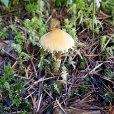 Attēlu rezultāti vaicājumam “Cystoderma amianthinum”