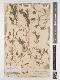 Attēlu rezultāti vaicājumam “Najas major leaf”