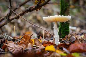 Attēlu rezultāti vaicājumam “Lepiota clypeolaria”