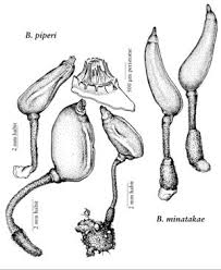 Attēlu rezultāti vaicājumam “Buxbaumia aphylla”