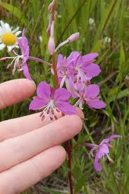 Attēlu rezultāti vaicājumam “Epilobium angustifolium flower”