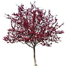 Attēlu rezultāti vaicājumam “Malus purpurea”