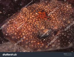 Image result for Haploblepharus edwardsii