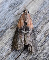 Attēlu rezultāti vaicājumam “Sciota adelphella”