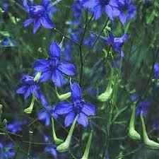 Image result for Consolida ajacis oder Consolida regalis