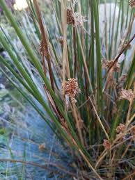 Attēlu rezultāti vaicājumam “Juncus effusus fruit”