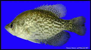 Image result for Pomoxis nigromaculatus