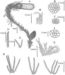 Attēlu rezultāti vaicājumam “Blepharostoma trichophyllum sporophyte”