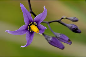 Attēlu rezultāti vaicājumam “Solanum dulcamara leaf”