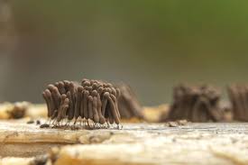 Attēlu rezultāti vaicājumam “Stemonitis axifera”