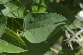 Attēlu rezultāti vaicājumam “Clematis leaf”