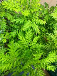 Image result for Artemisia annua