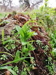 Attēlu rezultāti vaicājumam “Mercurialis perennis fruit”