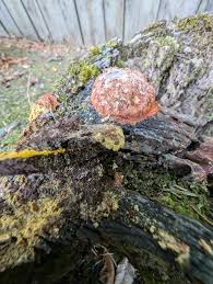 Attēlu rezultāti vaicājumam “Fuligo leviderma”