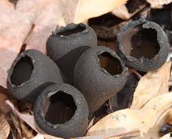 Attēlu rezultāti vaicājumam “Craterium aureum stalked”